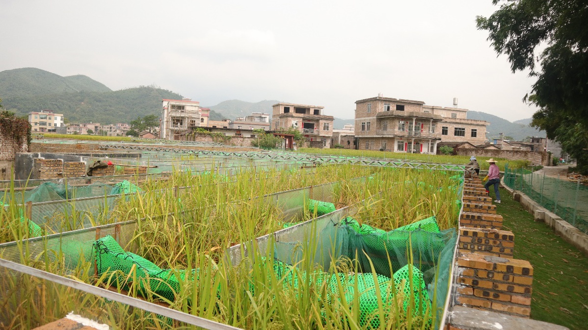 玉林河村:污水进菜地 生态母亲河