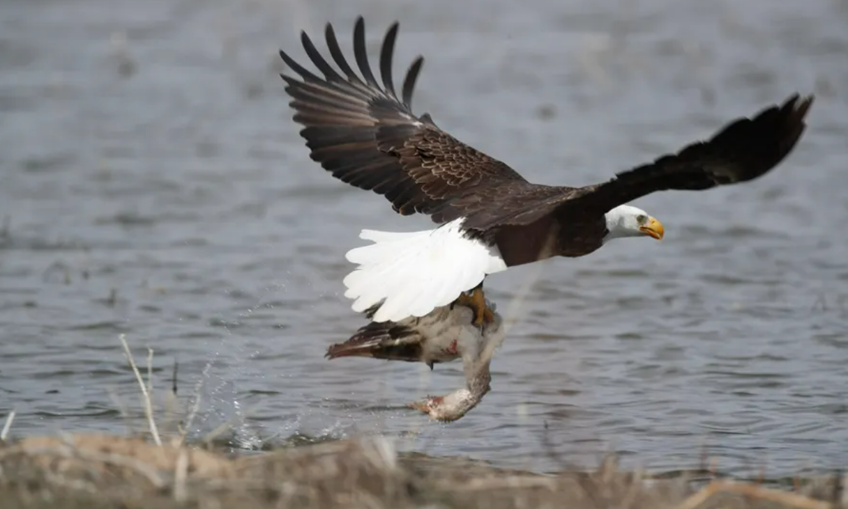 翼展超两米!一头大鹰俯冲抢走钓鱼人的鱼获,将鱼线扯上60米高空