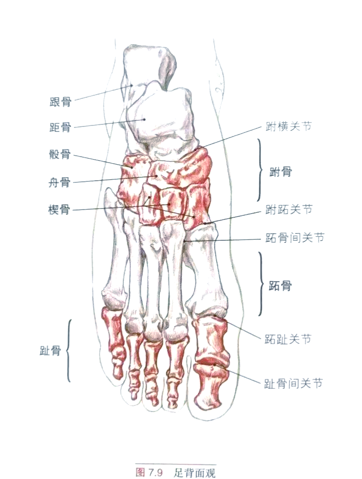 足部骨骼与踝关节理疗全解析