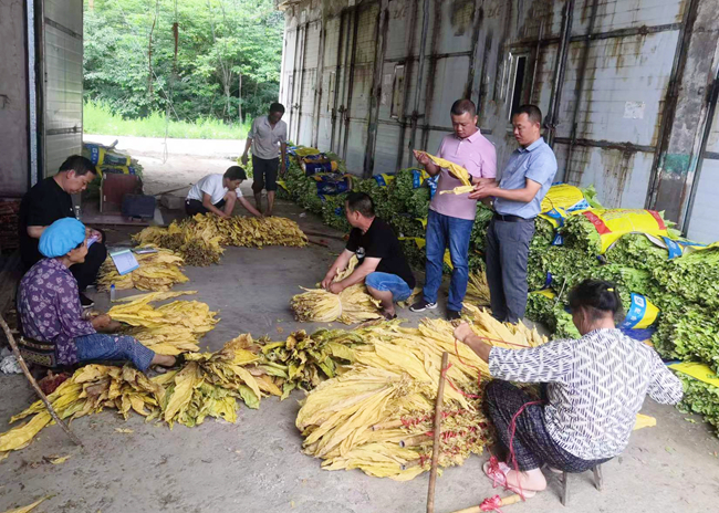 镇远县大地乡:烟叶成熟季 烟农采摘烘烤忙