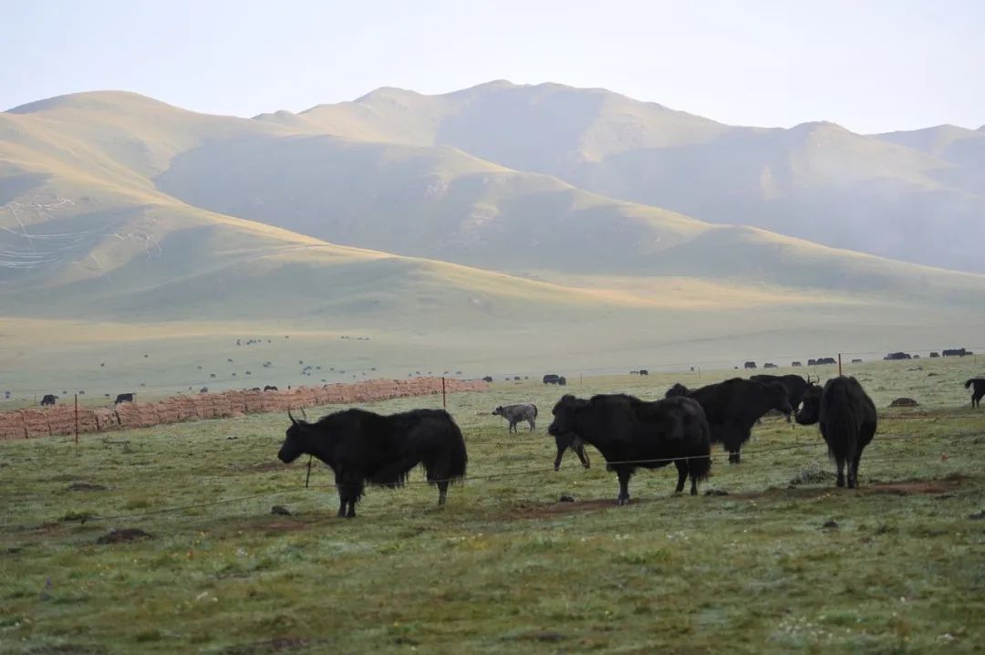 "风吹草低见牛羊"虽不是甘南的专属,但甘南人眼里,牦牛和藏羊,自是与