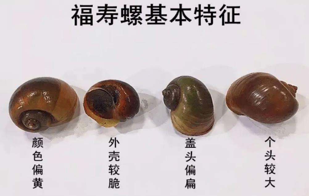 福寿螺能吃吗有毒吗图片
