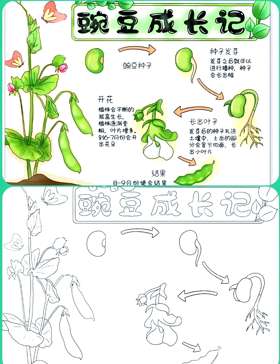 植物生长小报制作指南:从布局到上色,轻松完成手抄报!
