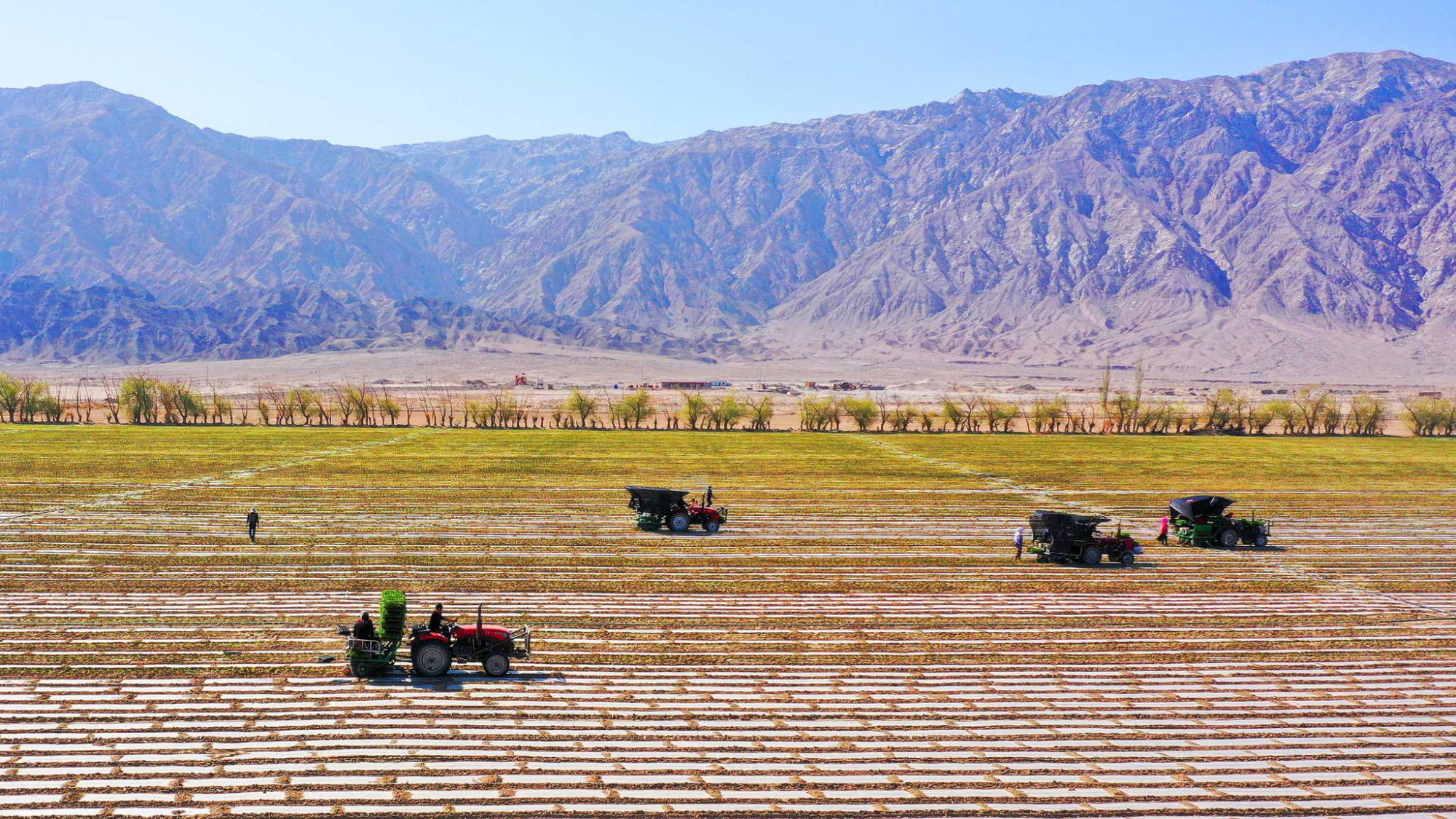 新疆博湖:机械化种植促农增收