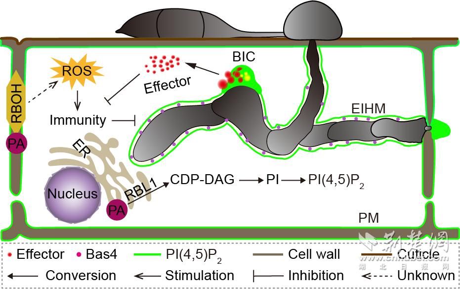 nature杂志发表华中农业大学李国田教授团队研究成果