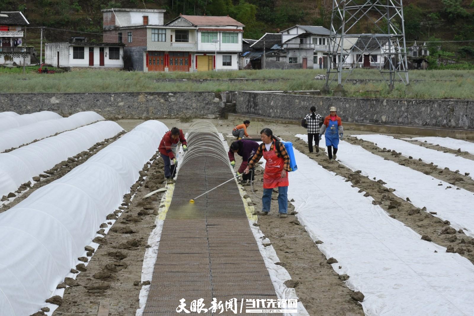 桐梓县狮溪镇:耕耘绿色绘"丰"景