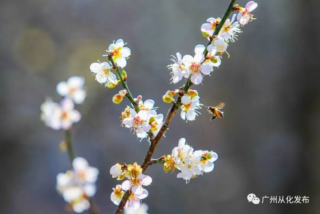 煙花秀嘉年華錦鯉遊廣州元旦假期活動安排上了