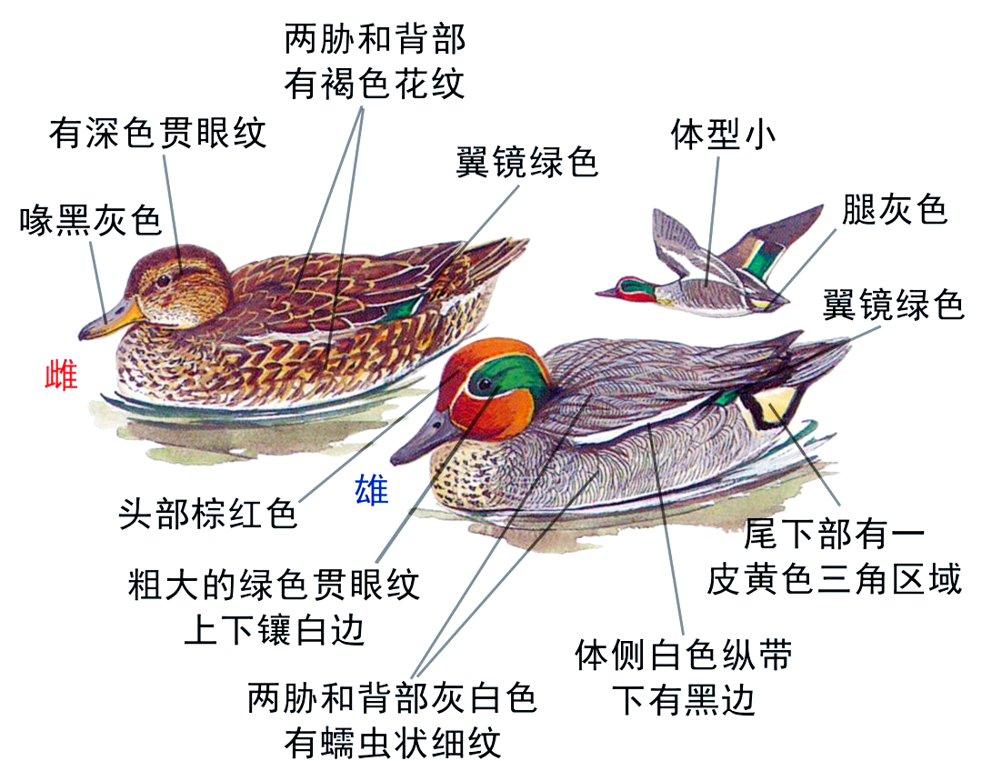 十种鸭类雌雄识别指南,你能分辨出吗