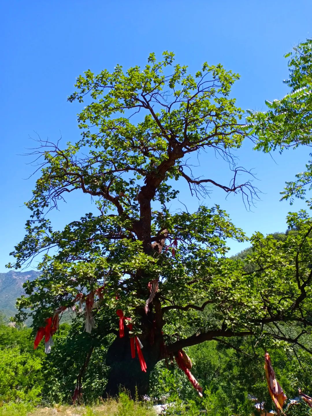 【文化灵寿】灵寿县的古树名木