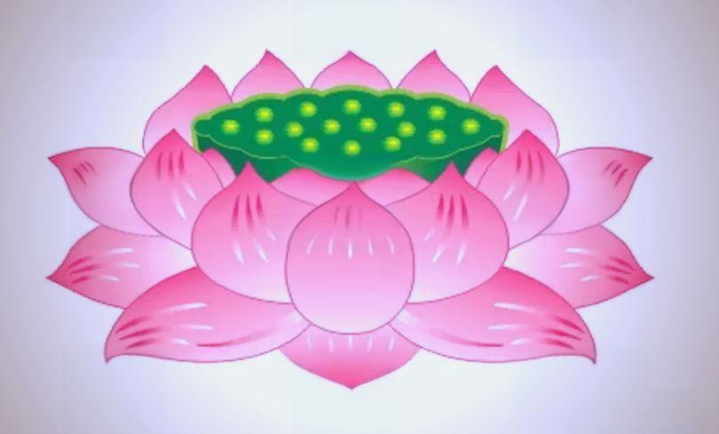 莲花与佛教:从尘世到净土的智慧之旅