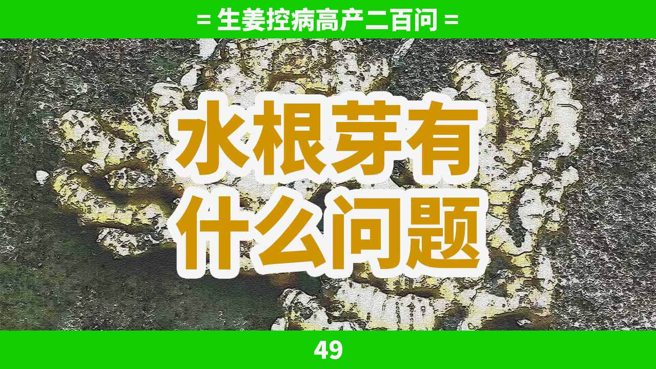 水根芽有什么问题