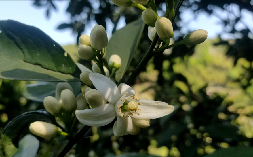 邵阳新宁 脐橙花开春光好 清香景美富万家