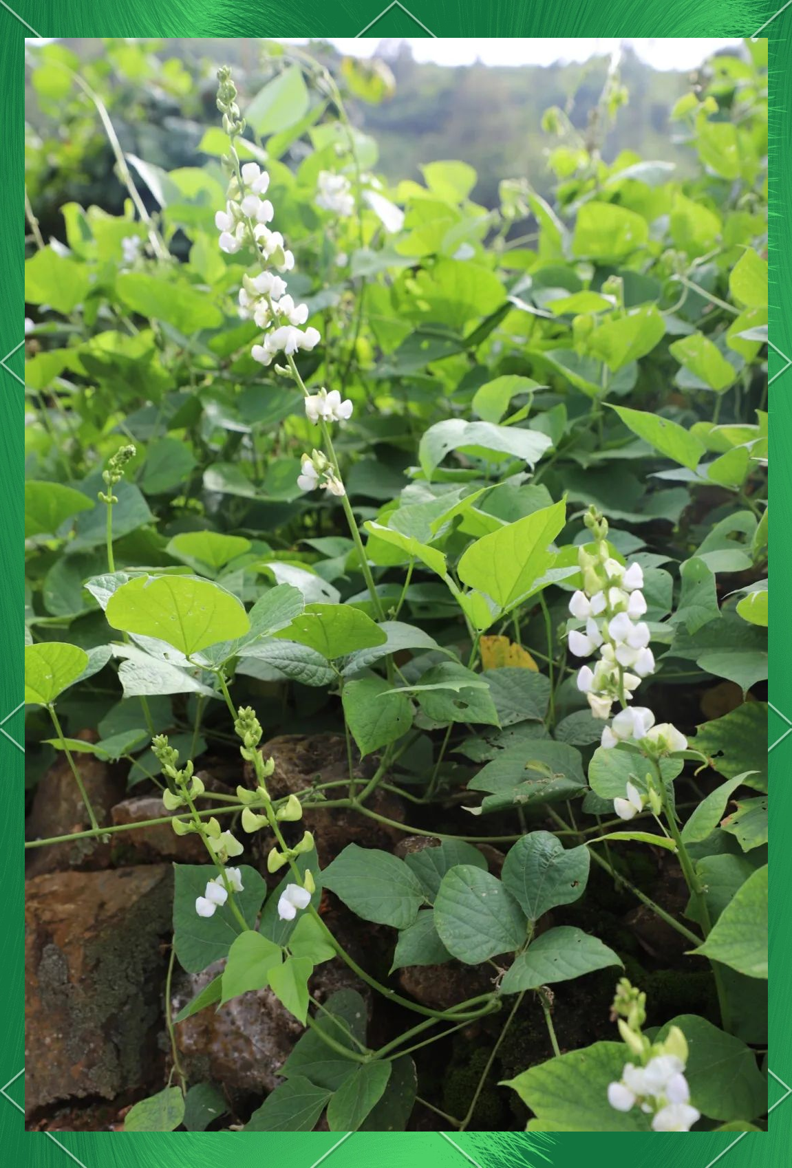 石屏牛街:白扁豆丰收,铺就村民致富路