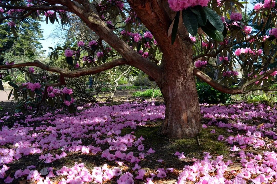 蜜观人物丨上海植物园张春英当看向一片杜鹃花海我看到过去稚嫩的生命