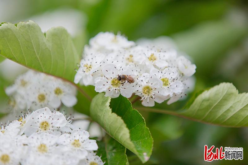 河北清河:山楂花開迎客來