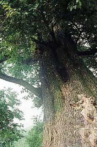 「自然环境」天然纪念物金化黑榆