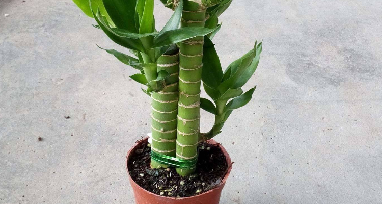 观音竹可以土培吗