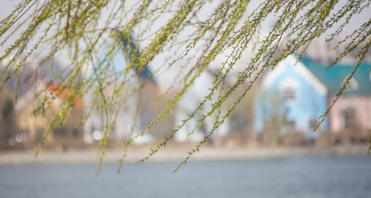 春风像什么一样比喻句