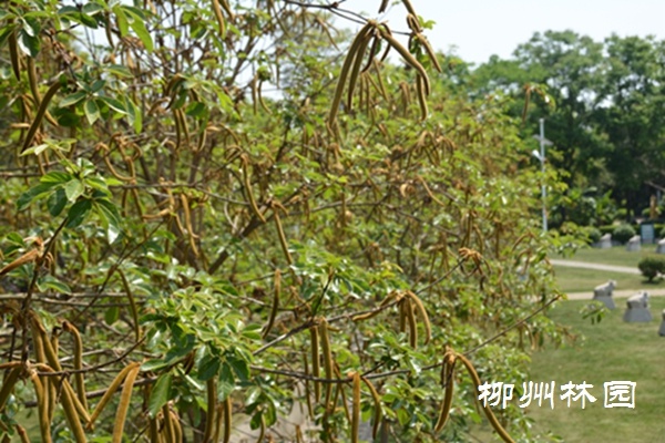 「园博园」黄花风铃木果实满枝头