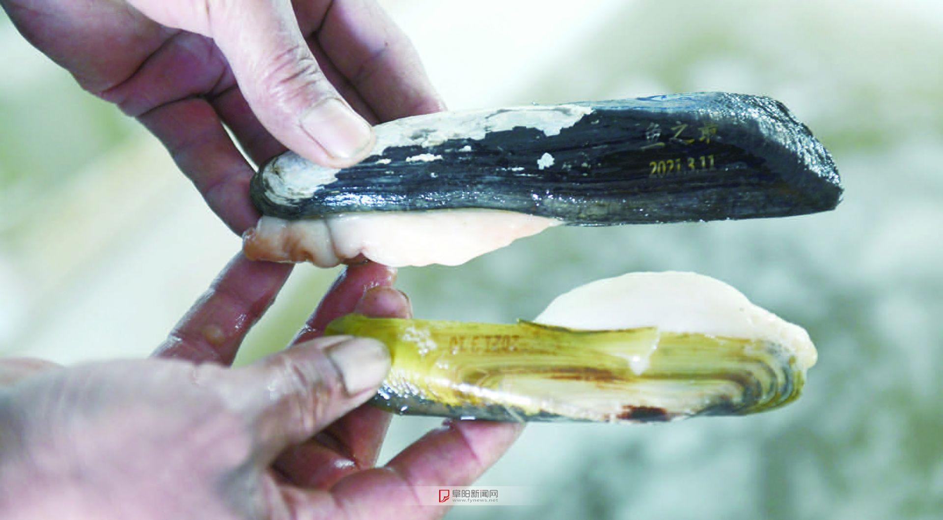 阜南橄榄蛏蚌图片