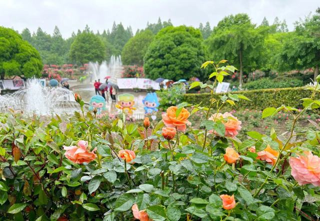 首届杭州市月季花展开幕