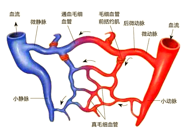 微循环:健康长寿与疾病治疗的关键
