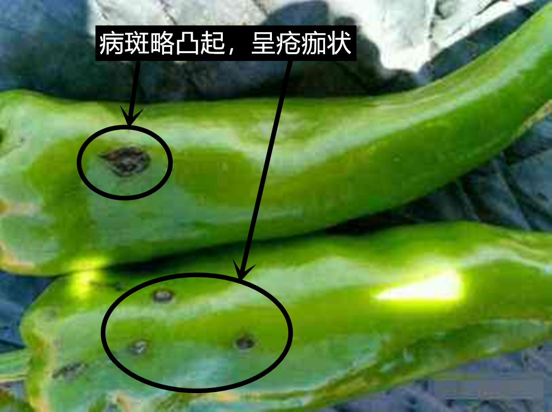 百度爱采购首页 商品专题_辣椒辣椒疮痂病和辣椒褐斑病的叶部发病症状