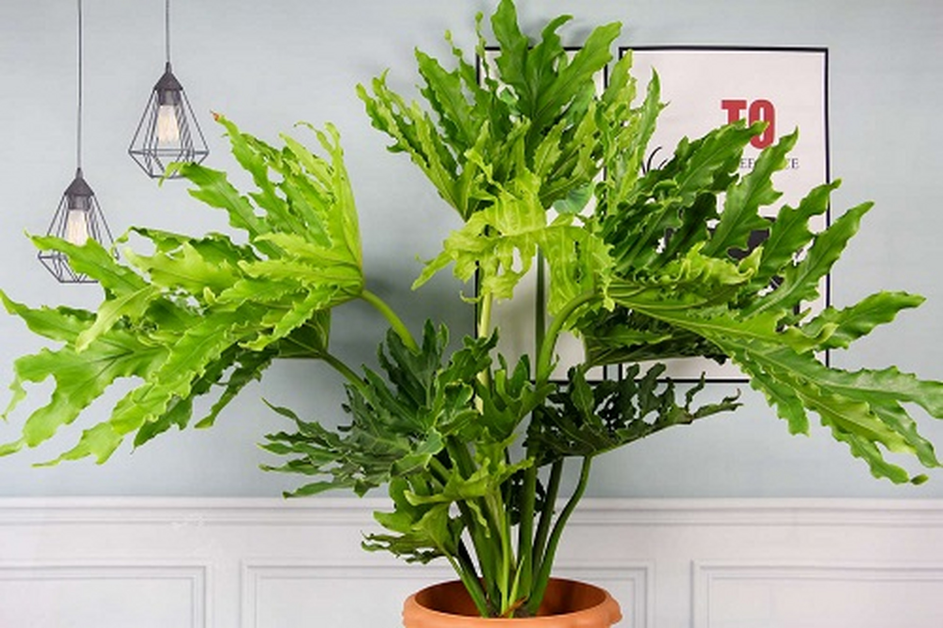 春羽是一种热带观叶植物,原产于巴西.