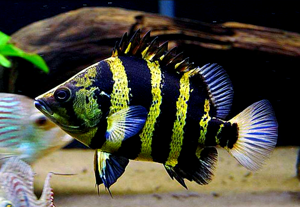 虎鱼品种介绍与指南