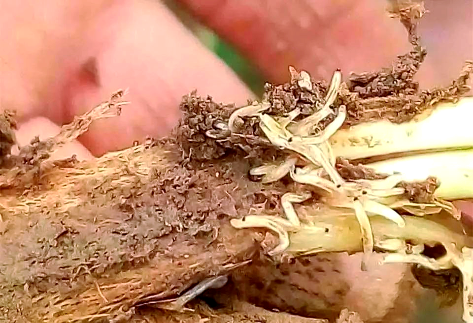 春季地蛆高发期,如何防治大蒜韭菜根部害虫