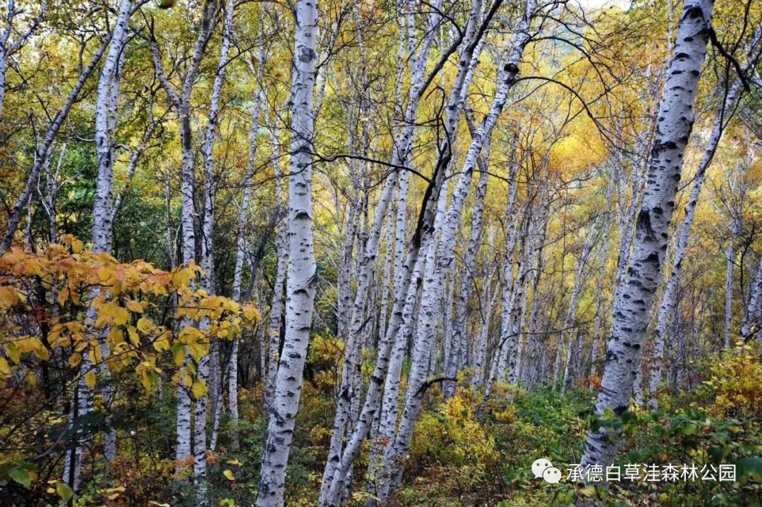 白草洼国家森林公园图片