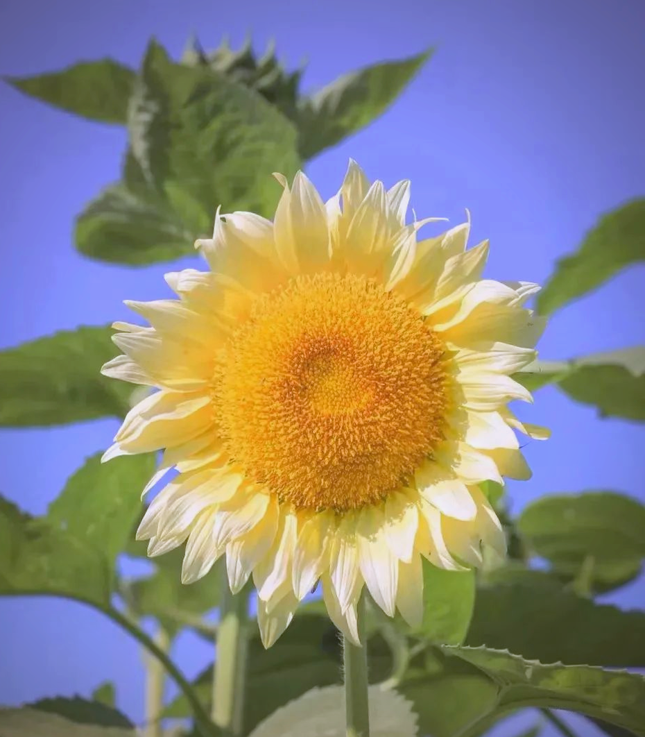 向日葵:充满阳光与希望的花卉之选