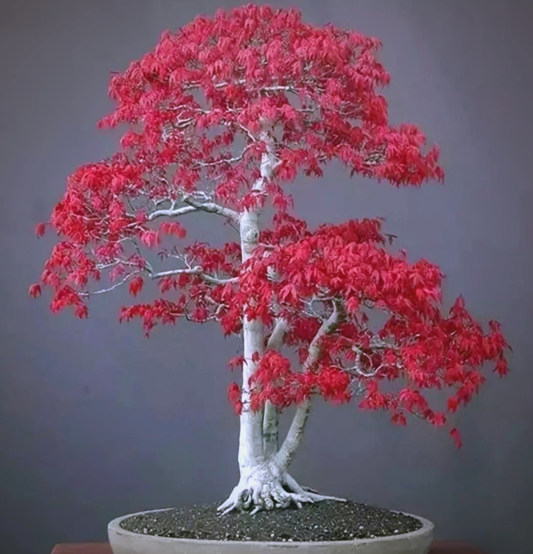 红枫盆景养护全攻略:从种植到造型的完整指南