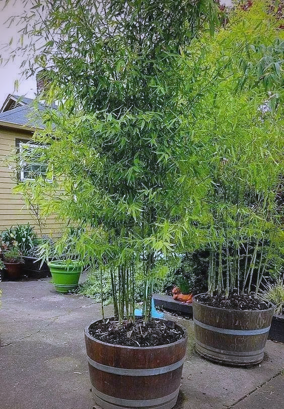 花卉凤凰竹的简单介绍 花草
凤凰竹的简单

先容
（凤凰竹花期） 花卉