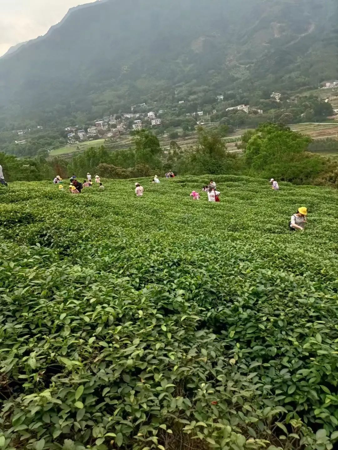 被忽视的武宣"东乡茶"历史