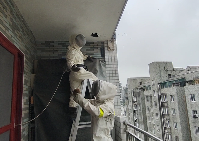 由两名救援人员同时穿着防蜂服,并系好安全腰带,利用梯子爬到阳台吊顶