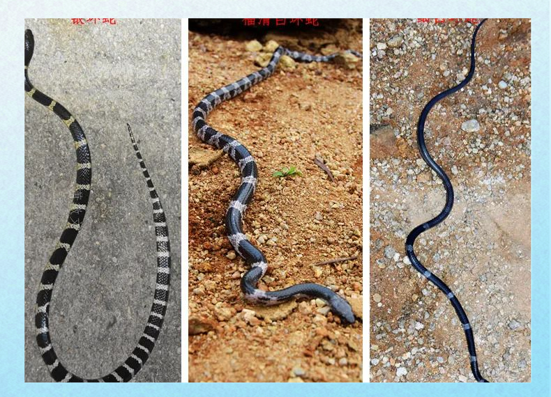 粤东多种黑白相间蛇类的对比与辨别方法
