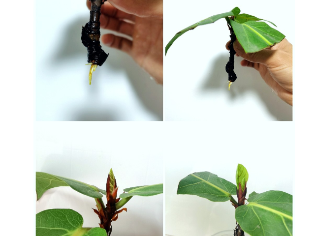 琴叶榕叶子扦插方法图片