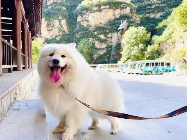 宠物友好！北京这些景区各有特色！这里狗狗还能免费玩跳圈！就在——