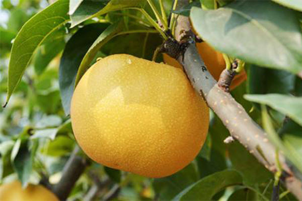 这种梨从日本引进,汁多甘甜,个大核小,适合我国北方地区种植