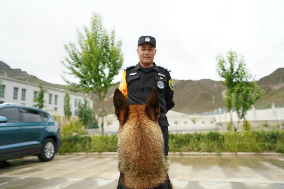 会卖萌,也能破案!今天给咱西藏的缉毒犬点个赞