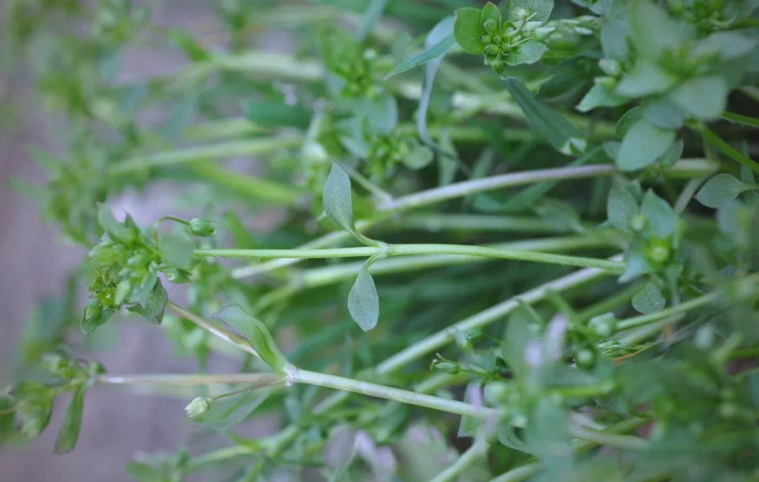 等待无瓣繁缕绽放的时光