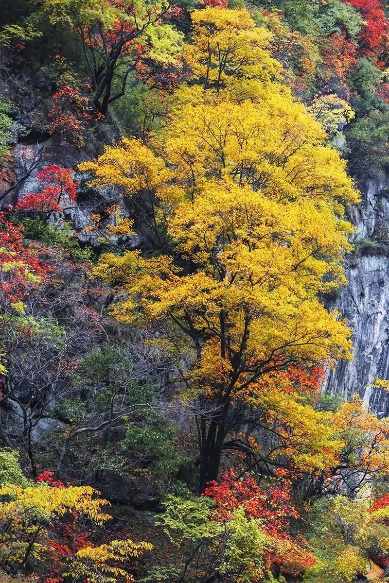 当秦岭遇上国色,太绝了!