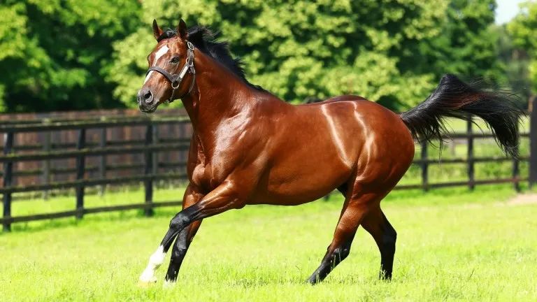 纯血公马配种到精尽马亡?看看澳洲最忙种公马2020年配种多少次!