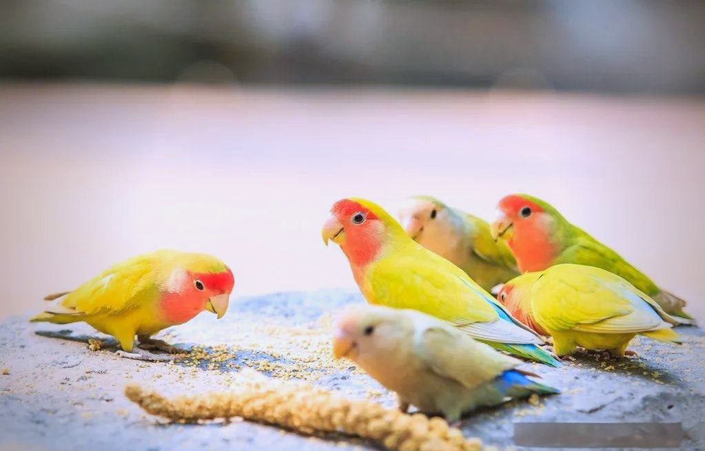 黄色羽毛鹦鹉品种详解与饲养指南