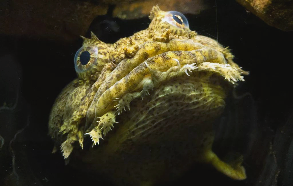 探索蟾鱼的奇妙世界:呆萌生物的多样本领
