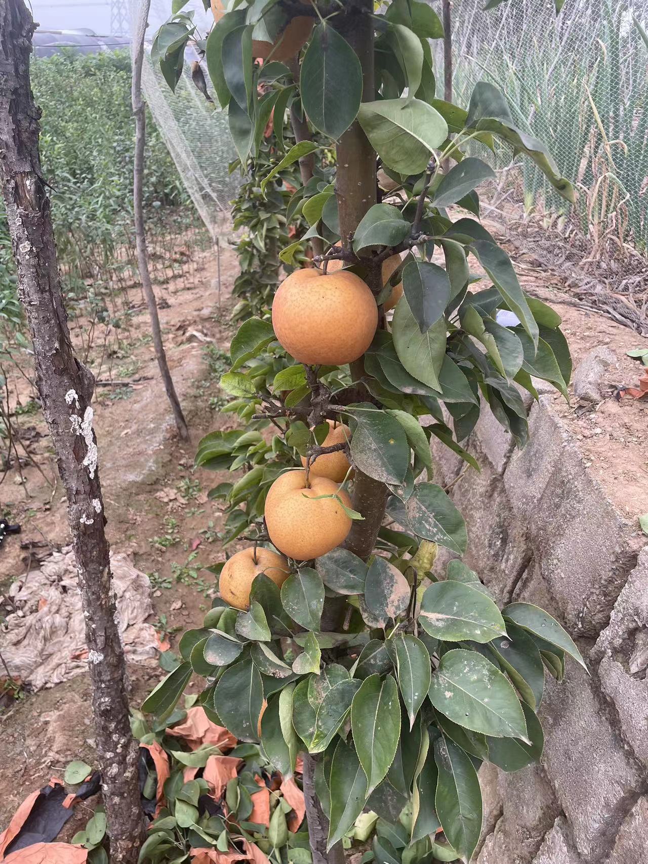 柱状梨树苗品种介绍,主干形结果的蜜梨