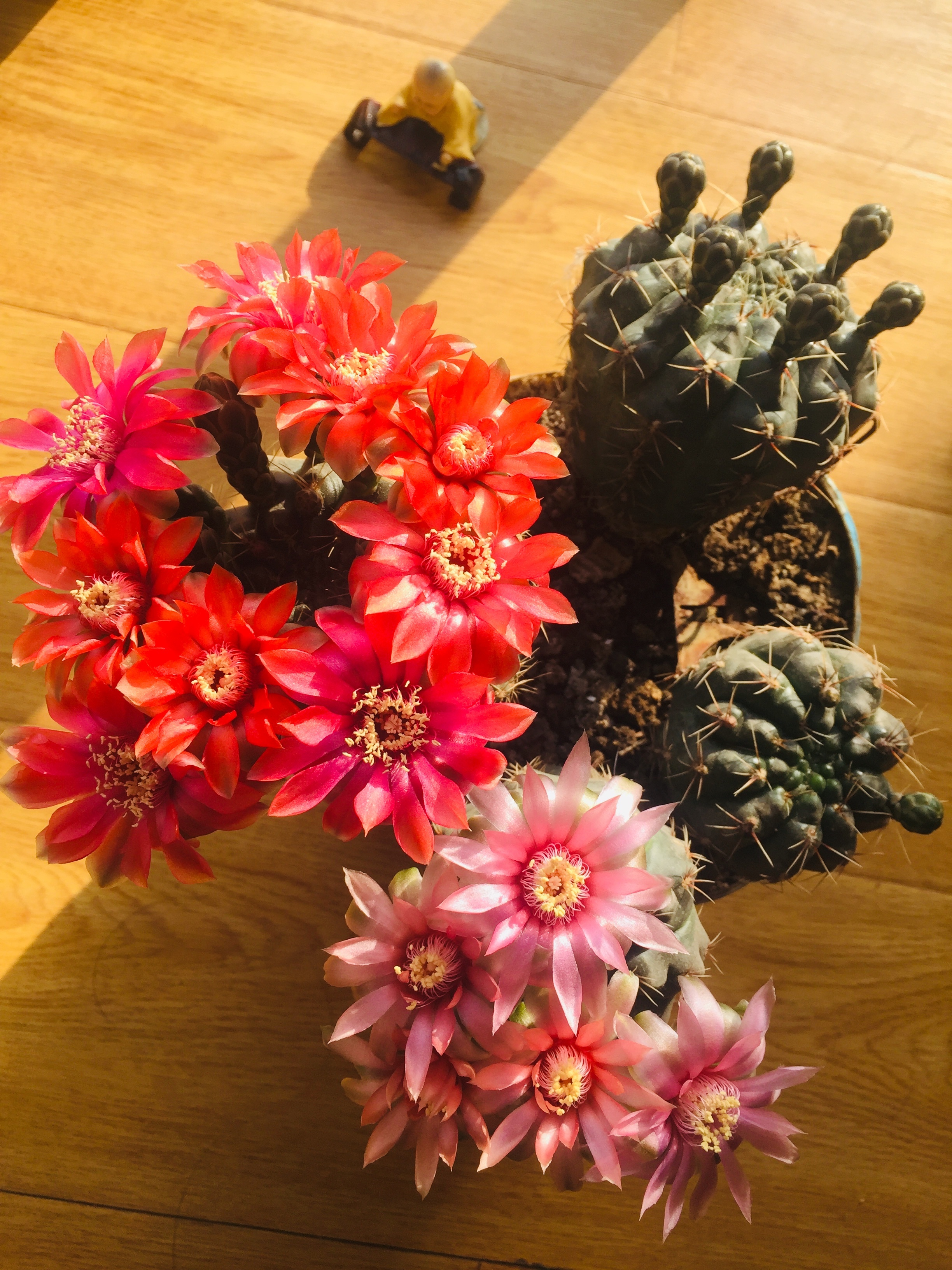 喜欢养仙人球,就选"绯花玉",好养易打理,每年开花很多次