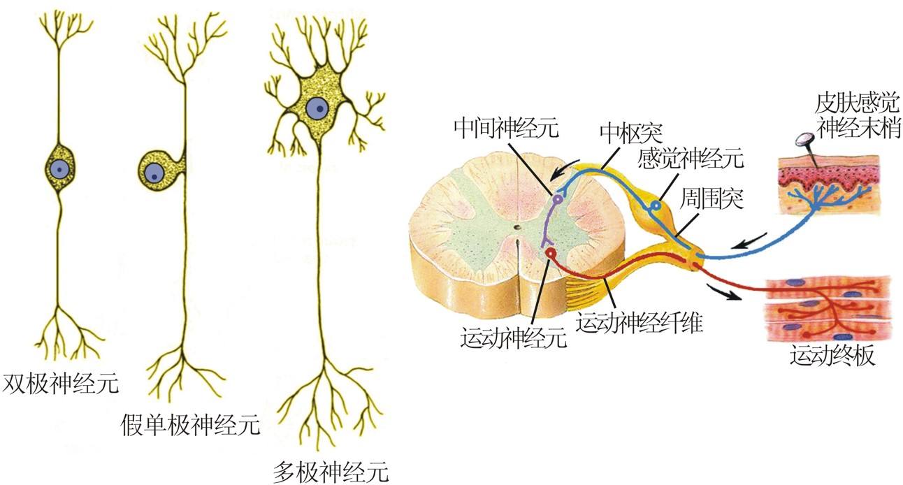 神经感觉平面图图片