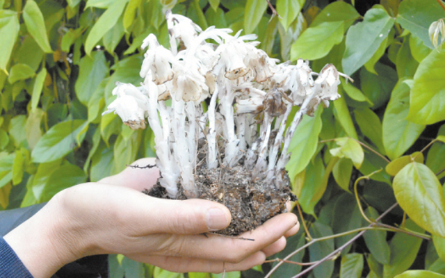 夜晚走山路,请留意此物,它为珍贵"夜明花",别踩到